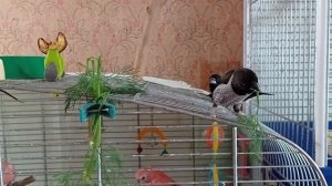 Японские амадины расправляются с укропом. #амадина #птицывдоме #японскаяамадина