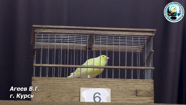 МКЛК конкурс пения канареек 30 ноября 2024 года.mp4