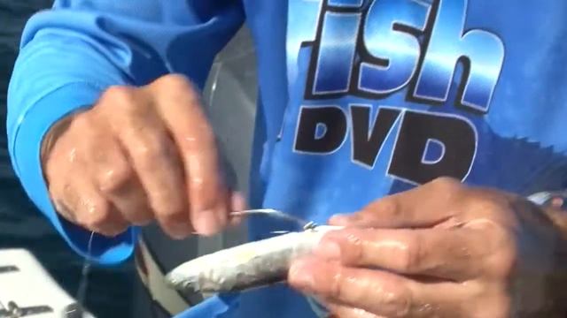 Pro Tips | Drifting Offshore Baits | Fishing Spotted Spanish Mackerel смотреть онлайн