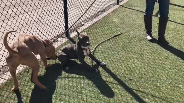 Sadie A324383 & Grey Duck 3/30/19 смотреть онлайн