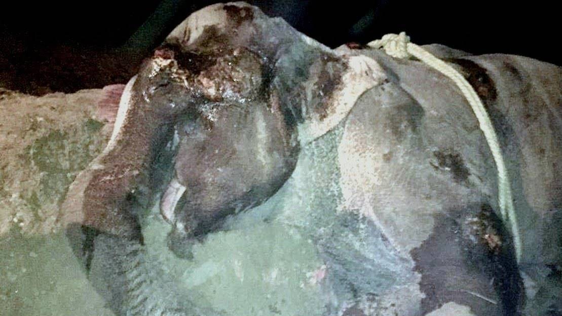 ИЗМУЧЕННАЯ она уже не могла держаться на ногах РАЗВЛЕКАЯ ПУБЛИКУ