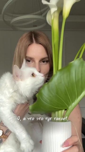 Как его отучить от этого? #кот #коты #котик #кошатники #кошки смотреть онлайн