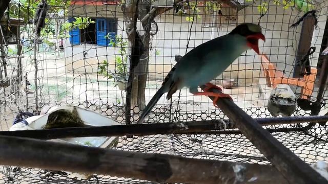 เสียงนกสาลิกาเขียวหางสั้น | Tiếng chim Giẻ cùi xanh | Indochinese Green Magpie | Cissa thalassina смотреть онлайн