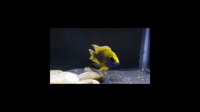 Aulonocara Mamalela Lemon Jake смотреть онлайн