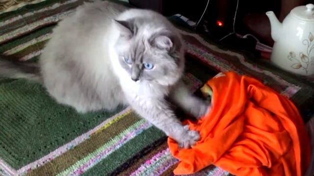 Добрыня, кот-полоскун смотреть онлайн