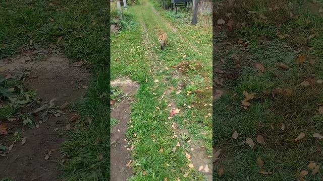 Лиса крутится у дома,очень хотца птичку урвать из курятника😁 смотреть онлайн