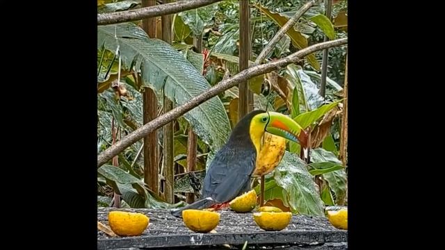 TOUCAN смотреть онлайн