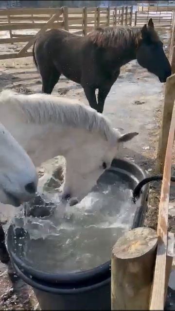 Machi the Therapy Horse- Playing in the Water Trough смотреть онлайн