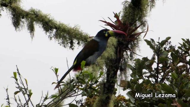 Gray-Breasted Mountain-Toucan, Birding trips,Photography Tours in Peru - Tanager Tours смотреть онлайн
