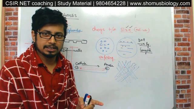 Gel electrophoresis procedure explained | agarose gel electrophoresis of DNA смотреть онлайн