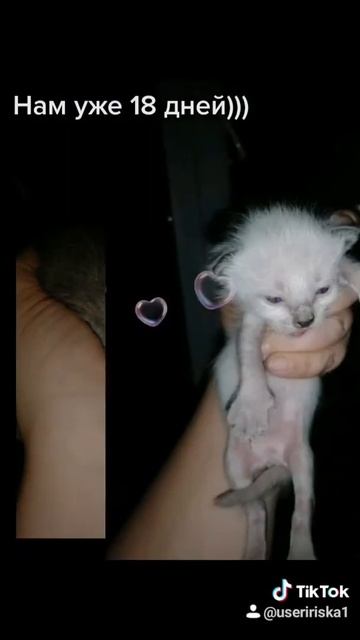 Брошенная и удочеренная мной кошечка принесла мне котят)) смотреть онлайн