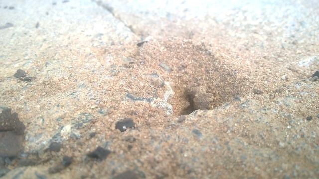 Blue Banded Bee in my backyard in Werribee смотреть онлайн