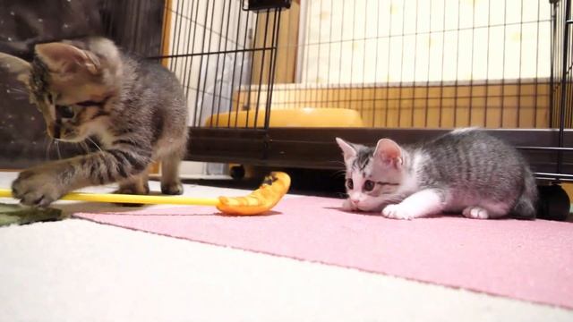 隙間に挟まってしまった子猫が悲しそうな顔で助けを求める【赤ちゃん猫　保護猫】 смотреть онлайн