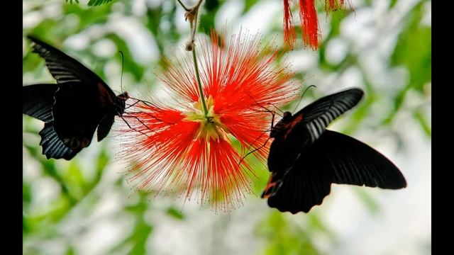 экзотические бабочки смотреть онлайн