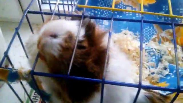 Карамелька родила??? смотреть онлайн