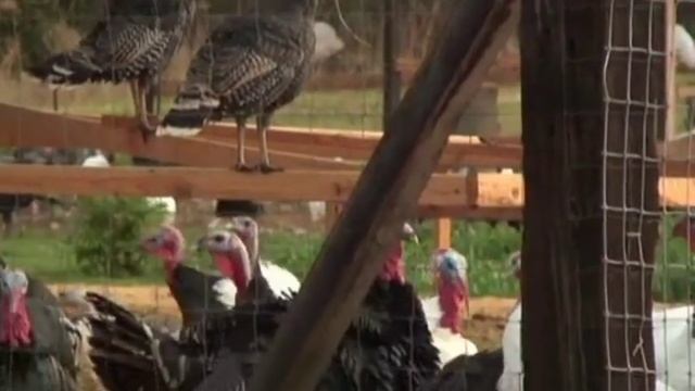 What type of Turkey should I buy смотреть онлайн