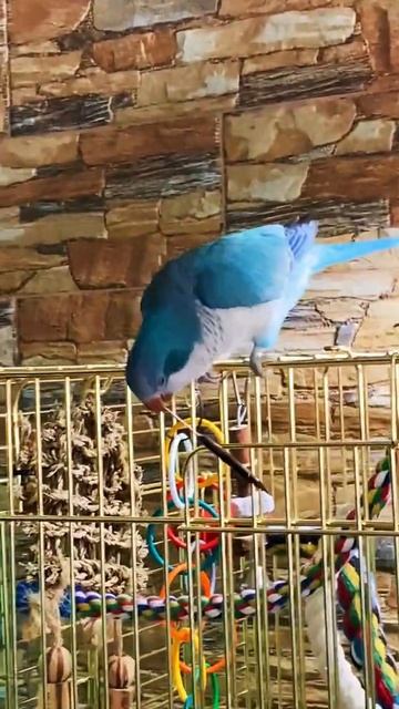 Бюро находок 🦜😂 Эрика (Калита - Монах )Parrot Quaker смотреть онлайн