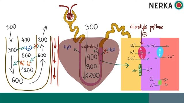 Nerka 2: Fizjologia nerki - kłębuszek nerkowy, kanaliki nerkowe, próg nerkowy, klirens, GFR смотреть онлайн