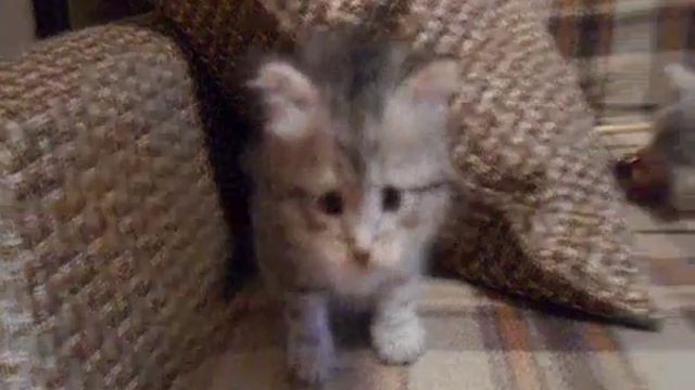 Маленькие сибирята смотреть онлайн