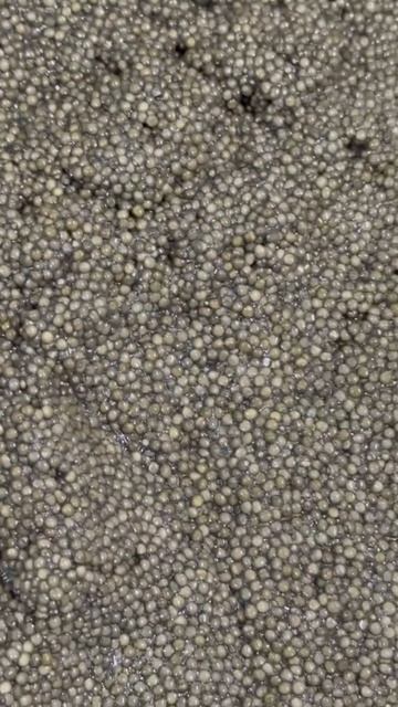 Царская чёрная икра натурального посола. #shorts #short #shortvideo #fishing ￼ смотреть онлайн