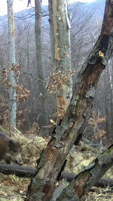 Mamka s deckami/Wild-boar mother 🐗 смотреть онлайн