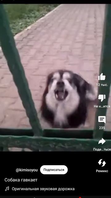 Собака гавкает 2.0х смотреть онлайн