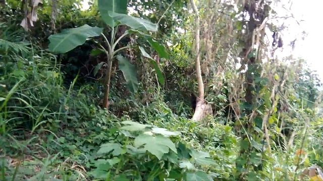 FARM LOT OVERLOOKING- 1 HAS MORE OR LESS- MANAOL, NAGCARLAN LAGUNA PHILIPPINES смотреть онлайн