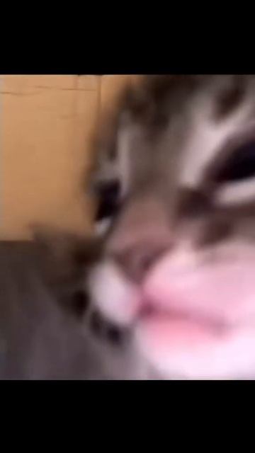 Мама… @suspsuspshh #stint #stintik #cats #funny смотреть онлайн