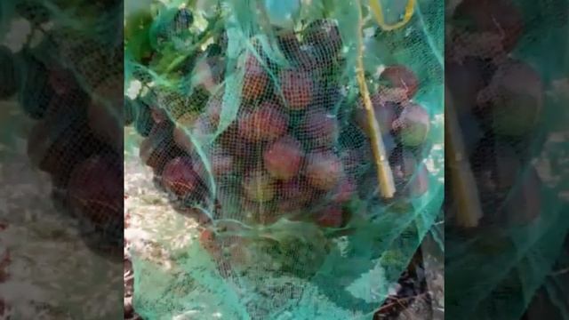 vinograd-34.ru смотреть онлайн