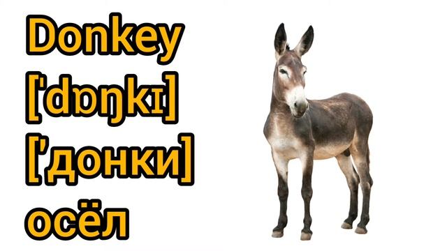 How to Pronounce donkey in English смотреть онлайн