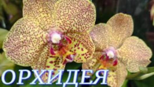 №1014/ СОРТОВЫЕ орхидеи в маг. ОРХИДЕЯ смотреть онлайн