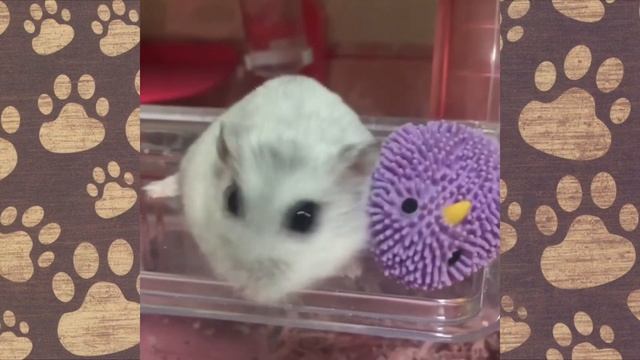 Наша ХОМА НЮША (hamster song,hamster,hamster dance,hamsters) смотреть онлайн