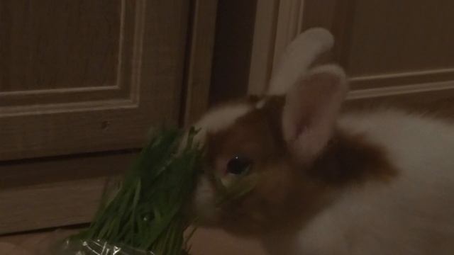 Кролик Майя кушает травку смотреть онлайн