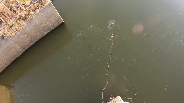 Ловлю судаков на хапугу #fishing #낚시 #carpfishing #карп #fish #рыбалка #паукподъемник