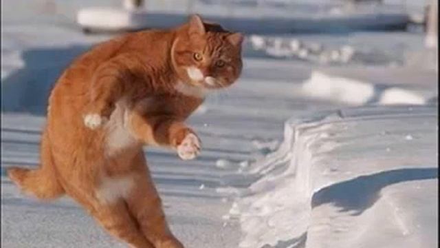 Зло и смешные кошки смотреть онлайн