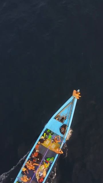 Pregnant ladies swim with Sharks in Indonesia #shorts #indonesia смотреть онлайн