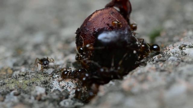 Tetramorium caespitum смотреть онлайн