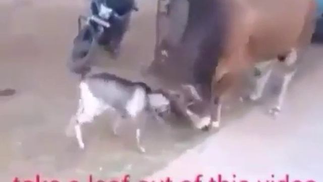 Мусаев каза смотреть онлайн