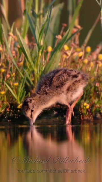 Redshank Chick #shorts смотреть онлайн