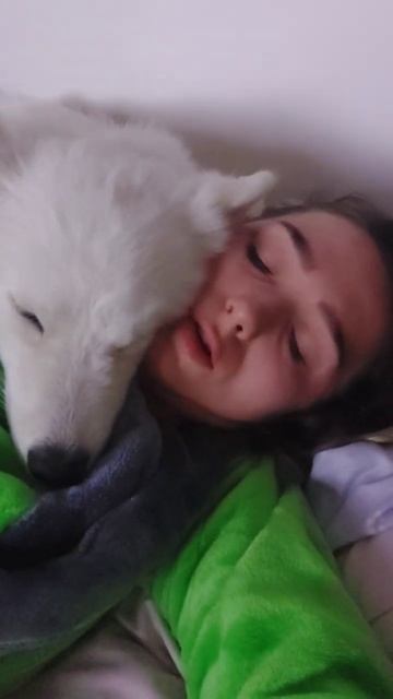 Хозяйка заболела.Гиперзабота от Асточки.#самоед#самоедскаялайка#аста#собака#люблю смотреть онлайн