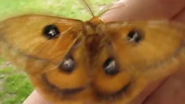Nagelfleck (Aglia tau) смотреть онлайн