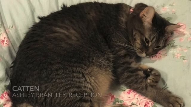 Rossini’s Duet for Two Cats смотреть онлайн