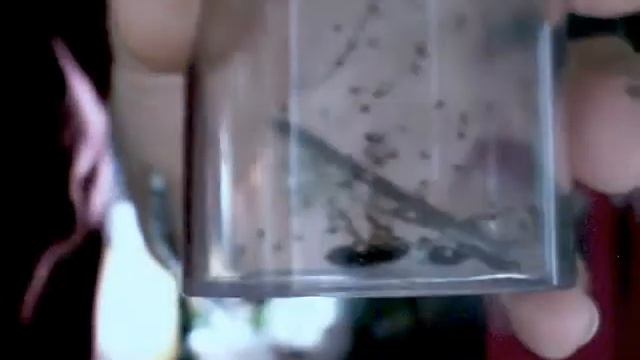 Latrodectus geometricus смотреть онлайн