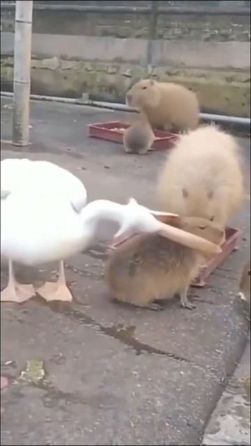 Pelican trying to eat capybara #shorts смотреть онлайн
