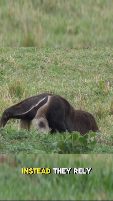Anteaters | They consume up to 35 000... смотреть онлайн