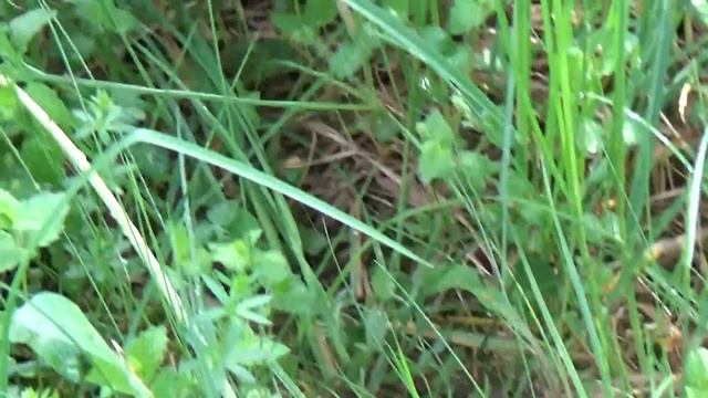 В Озёрном май...в траве шуршат птенцы))) смотреть онлайн