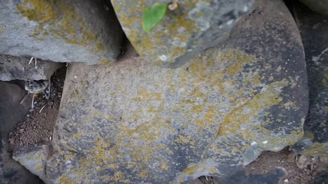 ［見島のいきものたち 270］石垣の間に巣をつくったセグロアシナガバチ Polistes jokahamae смотреть онлайн