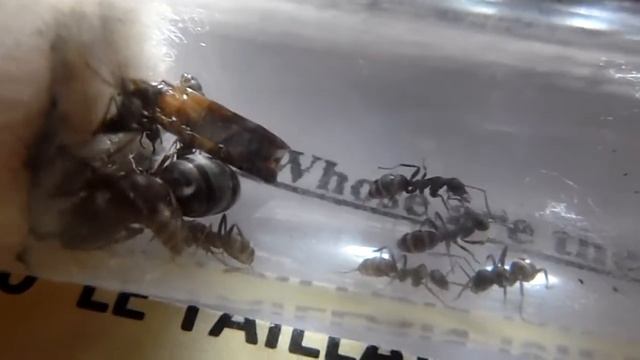 Formica rufibarbis смотреть онлайн