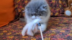 Персидский котенок Жулик