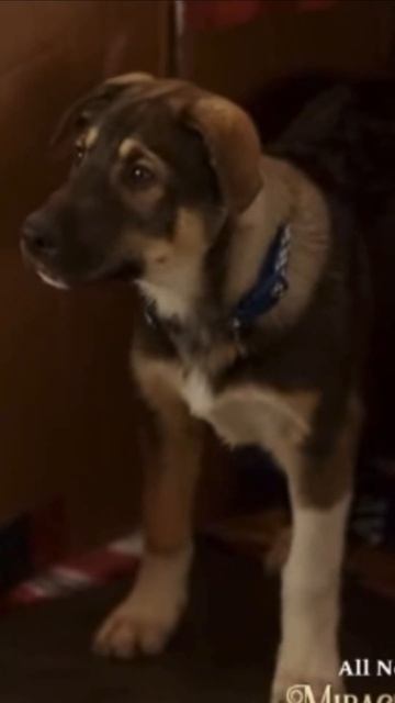 Winter & his brothers make their first movie debut in My Christmas Guide #puppy #hallmark #christma смотреть онлайн